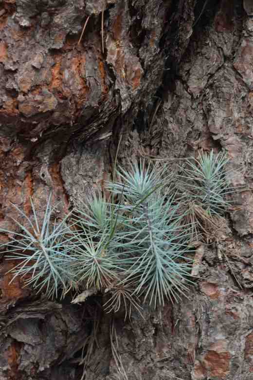pinus-canariensis-2