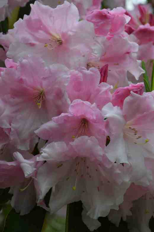 rhodo-loderi-game-chick