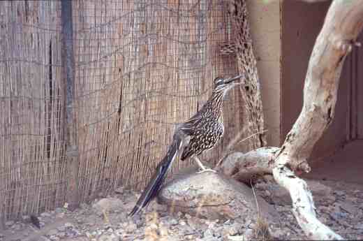 sonoran-des-museum-road-runner-copy