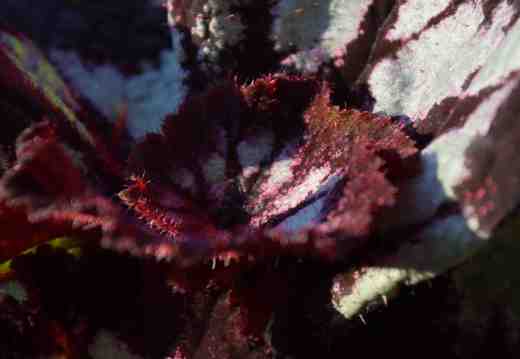 begonia-china-curl2