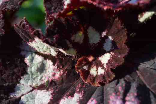 begonia-china-curl3