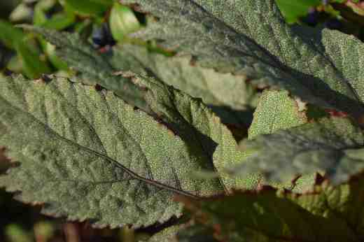 begonia-pollux