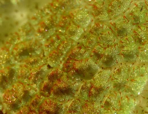 begonia-soli-mutata22