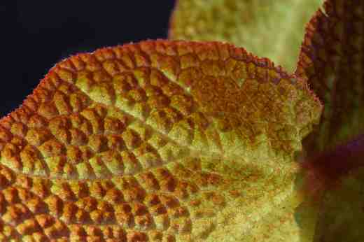 begonia-soli-mutata4