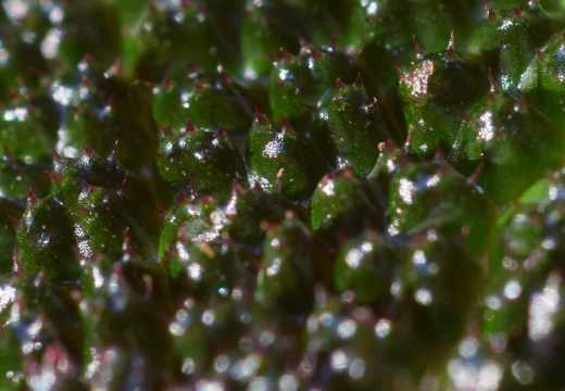 begonia-soli-mutata6