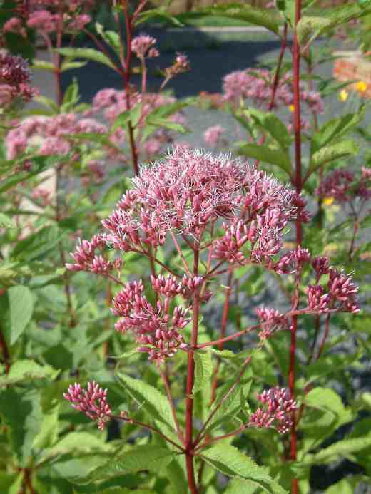 eupatorium-maculatum-copy