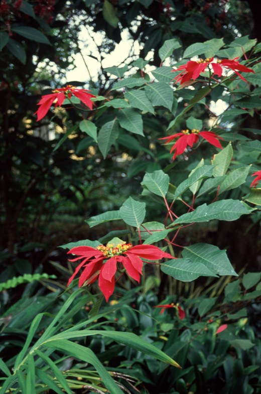 euphorbia-pulcherrima-tenerife