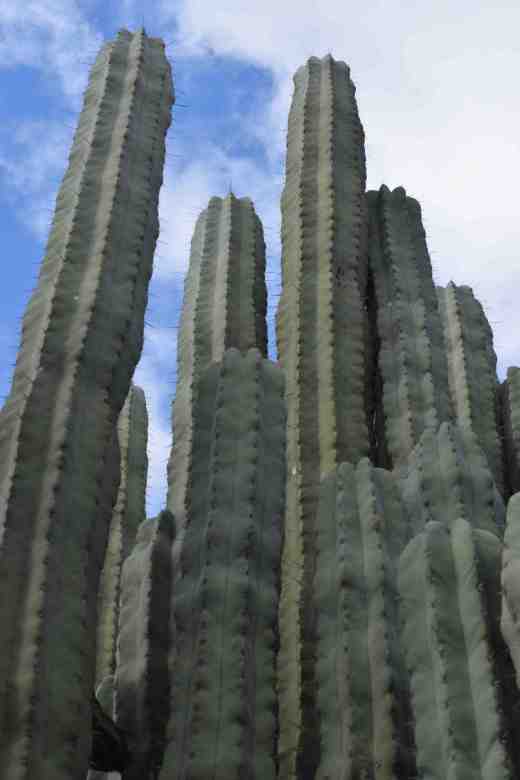 pachycereus-weberi