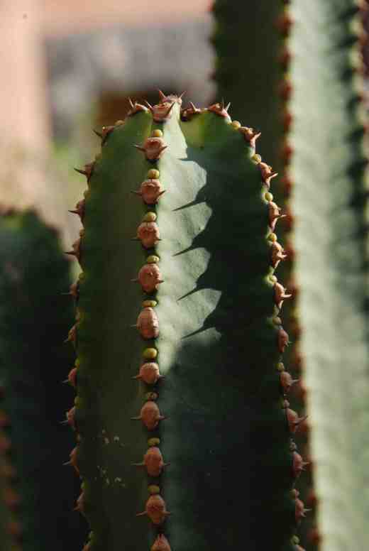 ruphorbia-canariensis-copy