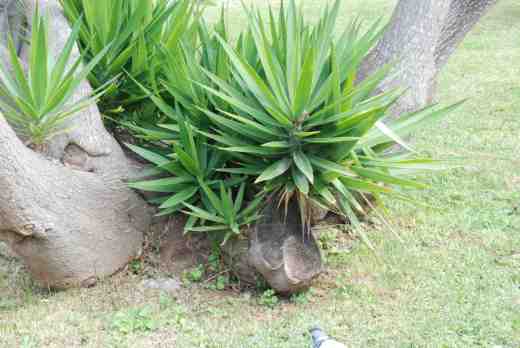 yucca-gigan