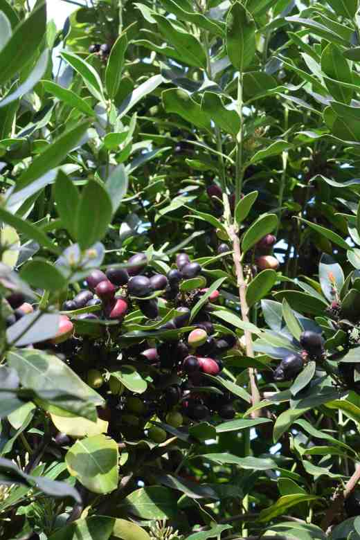 acokanthera-spectabilis-gran-can-jan-copy