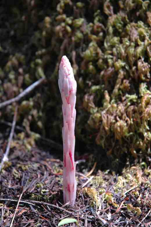 allotropa-virgata-north-umpqua-river-toketee-falls-138-oreg-copy