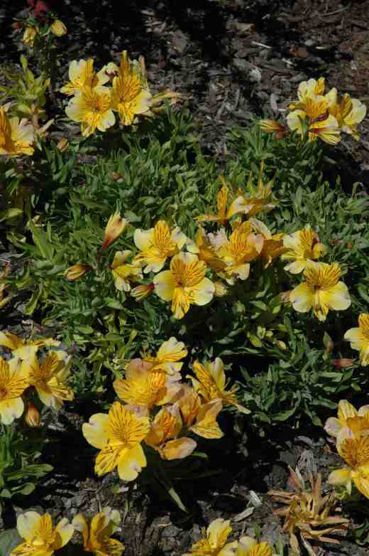 alstroemria-dwarf-oregon-garden-copy