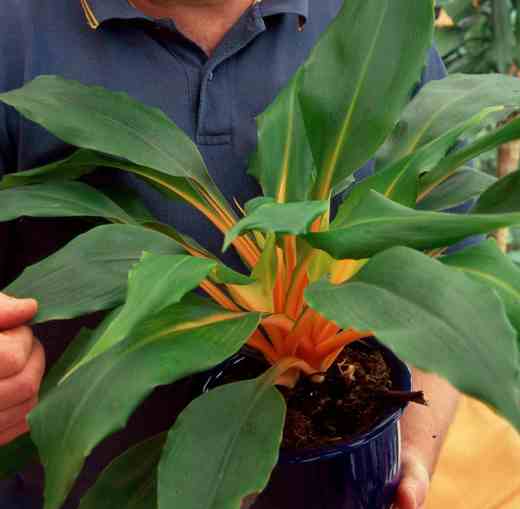 chlorophytum-fireflas-copy