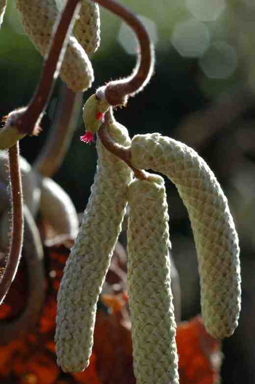 corylus-av-contorta-catkins-4-3-06-copy