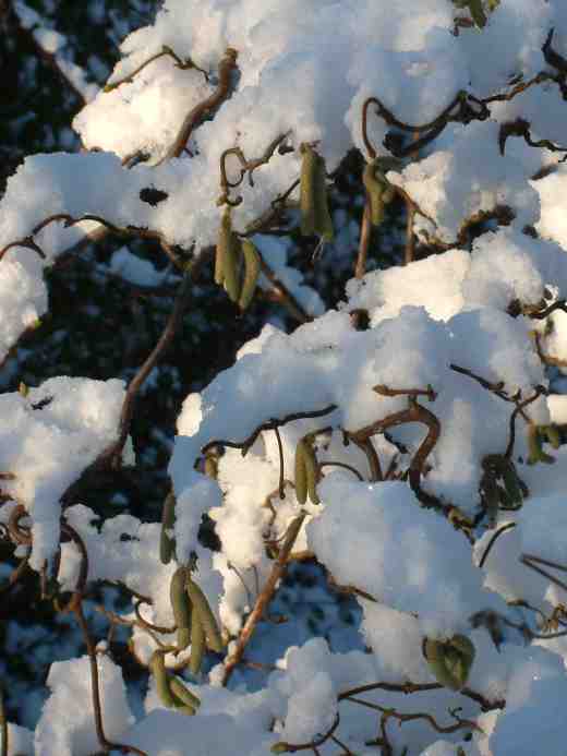 corylus-avellana-tort-in-snow-copy