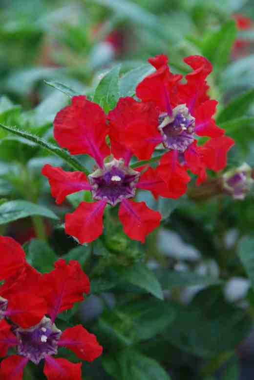 cuphea-blepharo-red-sg2-copy