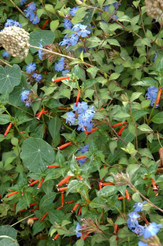 cuphea-ceratostigma-copy