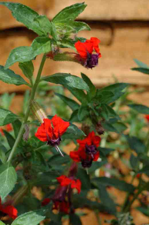 cuphea-firecracker-ball-cole-6-06-copy