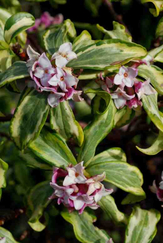 dahne-odora-geisha3-copy