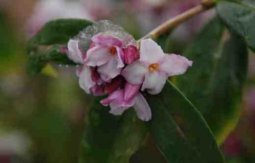 daphne-bholua-2102-copy