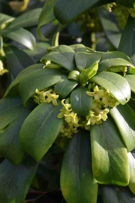 daphne-laureola-altamont-copy