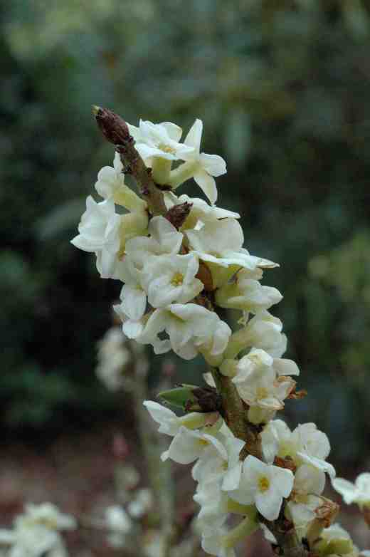 daphne-mezereum-album-3-06-2-copy