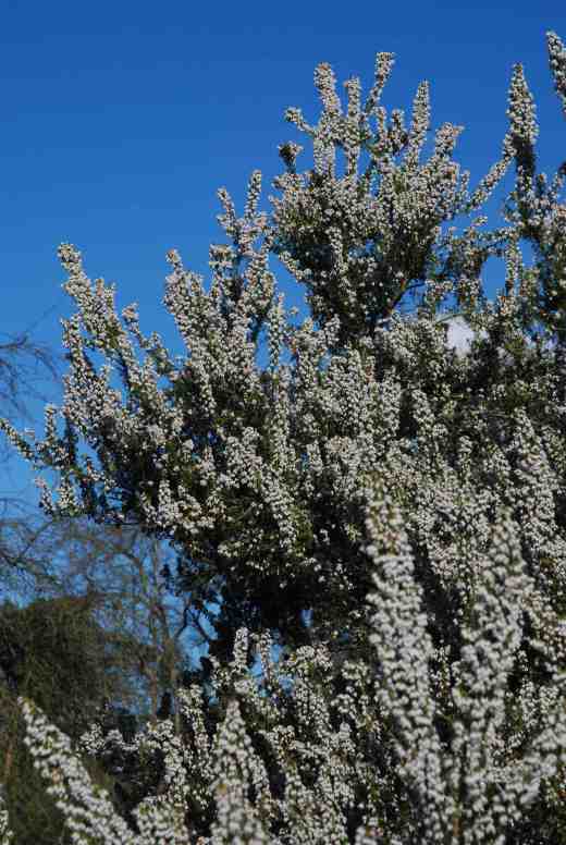 erica-arborea-copy