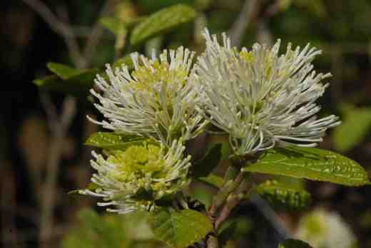 fothergilla-major-glasn-copy