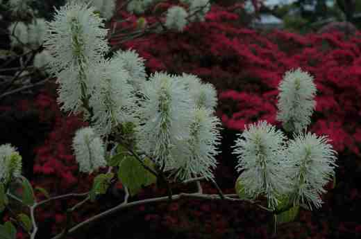 fothergilla-monticola-wisley-7-5-06-copy