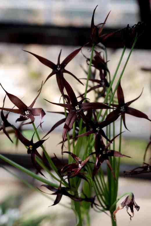 gethyum-atropurpureum3-copy