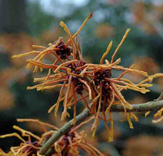 hamamelis-intermedia-aphrodite-3-06-3-copy
