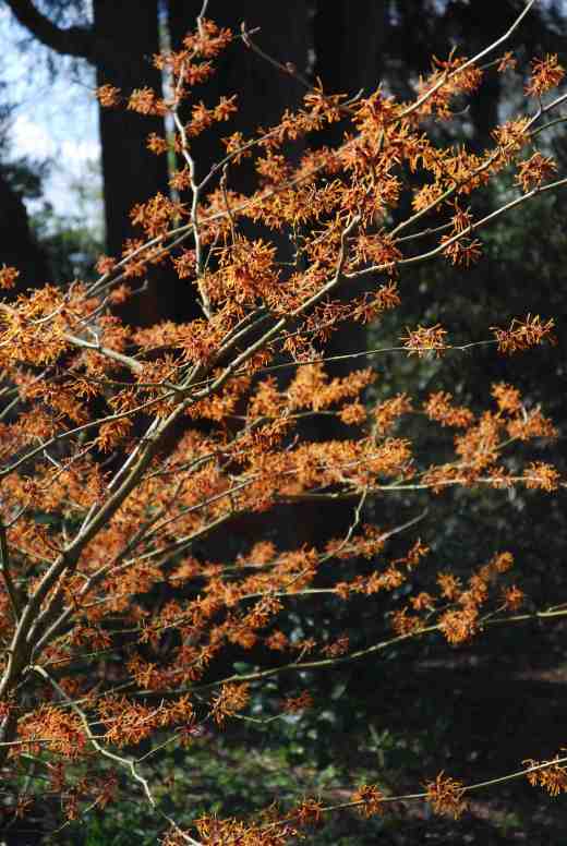 hamamelis-intermedia-aphrodite-copy