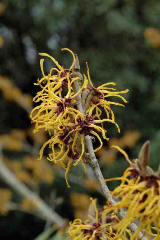 hamamelis-mollis-nymans-3-06-copy
