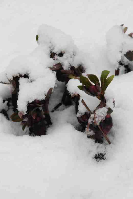 hellebore-in-snow-210-copy