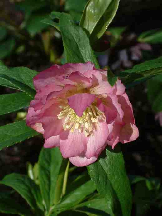 hellebore-pink-double-copy