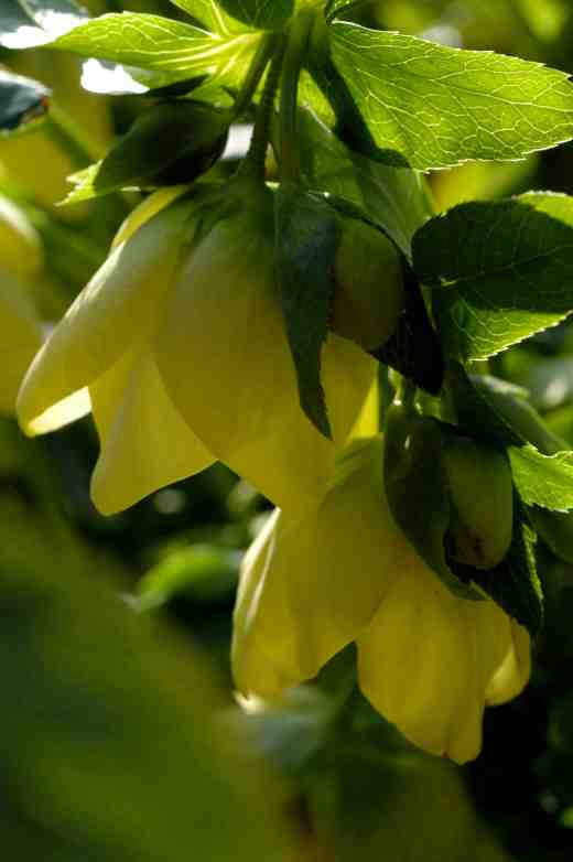 hellebore-yell-3-06-copy