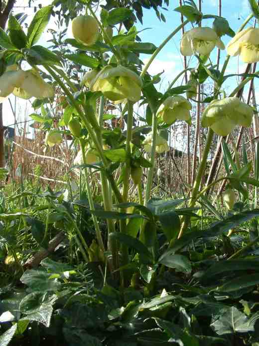 hellebore-yellow-home-2-copy