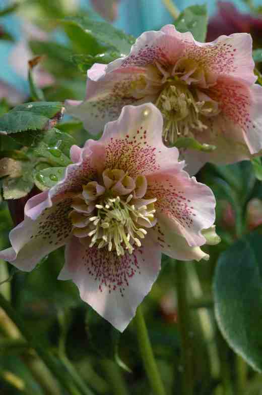helleborus-anemone-pink-3-06-copy
