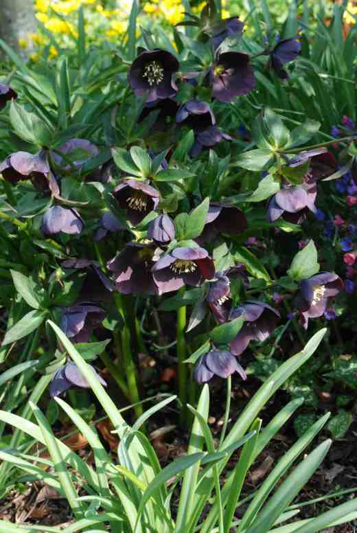 helleborus-dark-frances3-copy