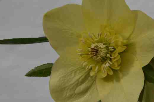 helleborus-hybridus-yellow-anemone7-copy