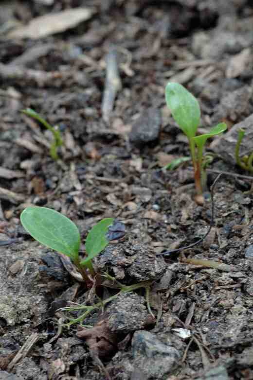 helleborus-yellow-3-06-3-copy
