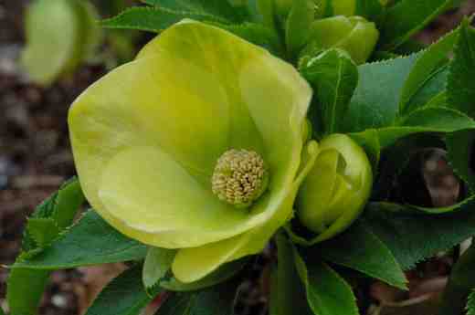 helleborus-yellow-3-06-9-copy