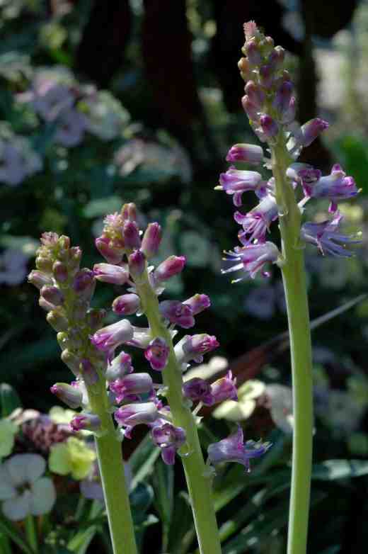 lachenalia-purpureocaerulea-9-5-06-copy