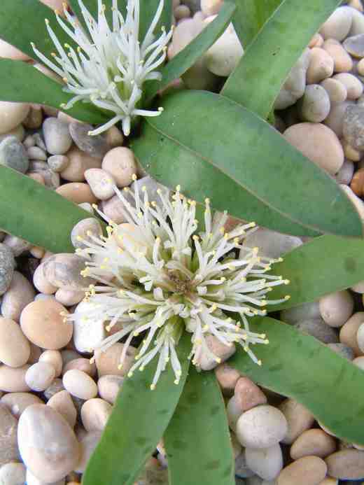 lachenalia-pusilla-copy