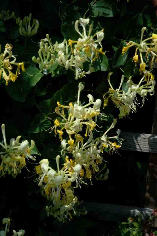 lonicera-peri-scentsation-12-06-06-copy