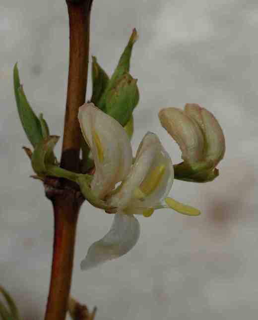 lonicera-purpusii-3-06-2-copy