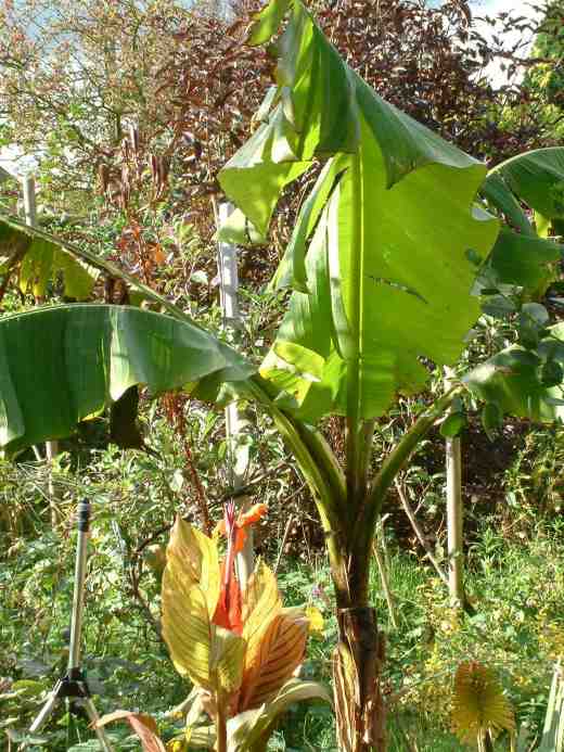 musa-basjoo-home-2-copy