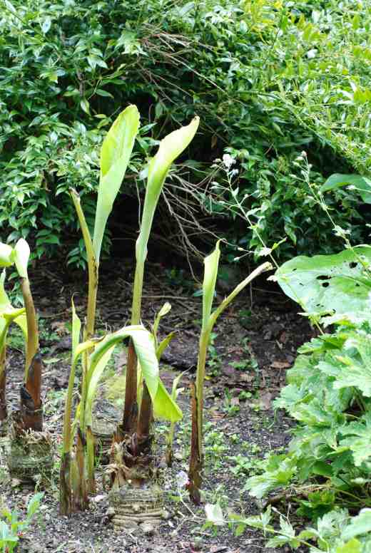 musa-basjoo-may-copy