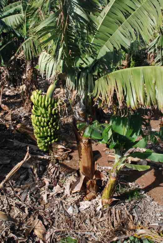 musa-farm-tener5-copy